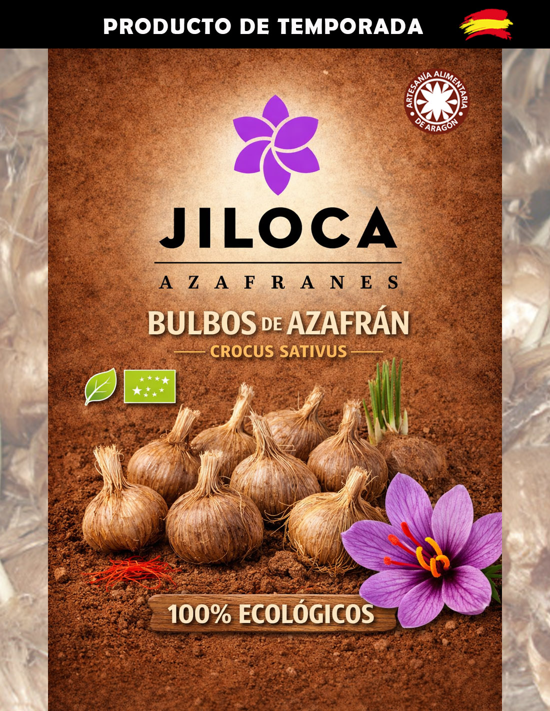 Saffron bulbs in a plot